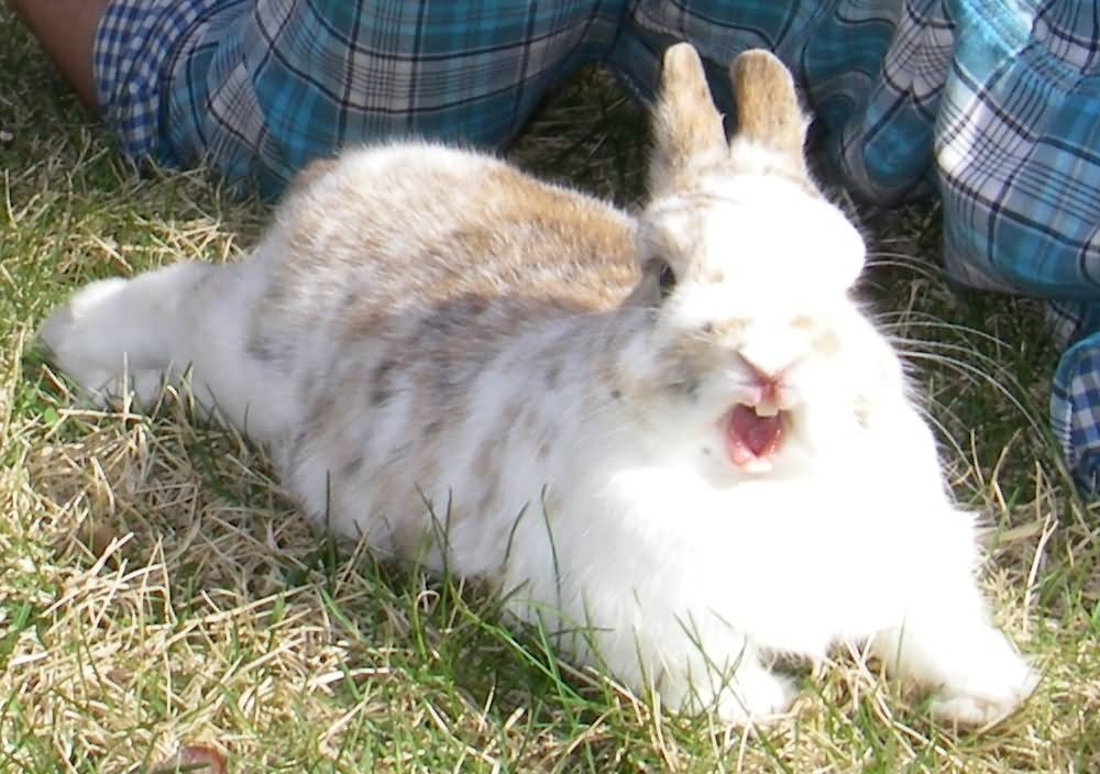 Bunny Doing Exercise Funny Image