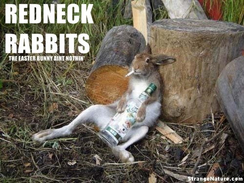 Bunny Drunk And Smoke Funny Picture