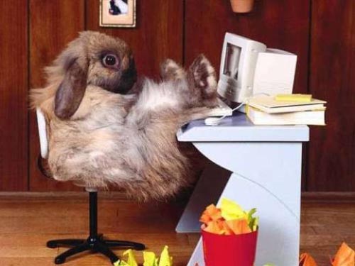 Bunny Operating Computer Funny Picture