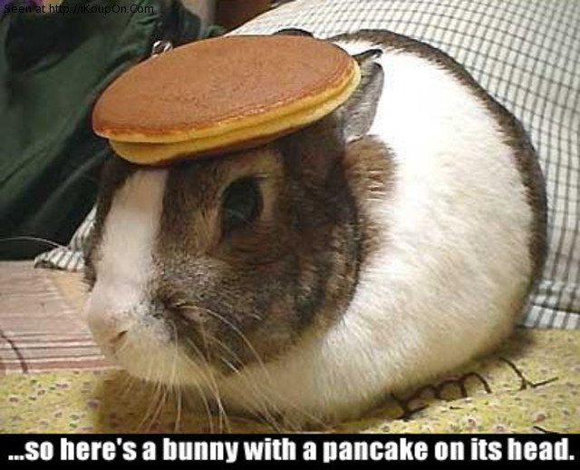 Bunny With A Pancake On Its Head Funny Picture