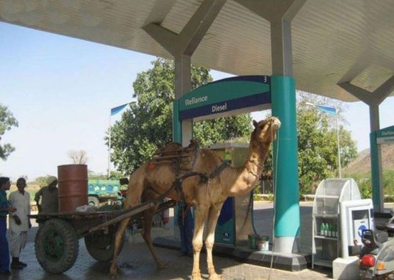 Camel At Petroleum Funny Picture