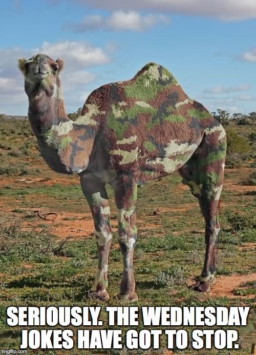 Camel In Army Dress Funny Picture