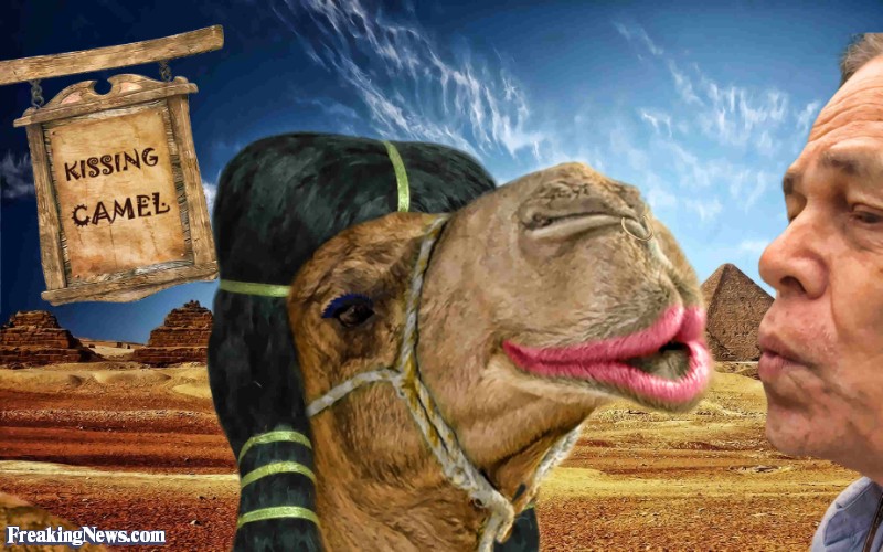 Camel Kissing Man Funny Image