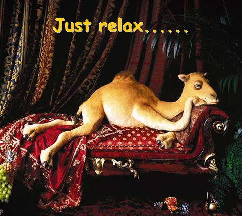 Camel On Sofa Funny Picture