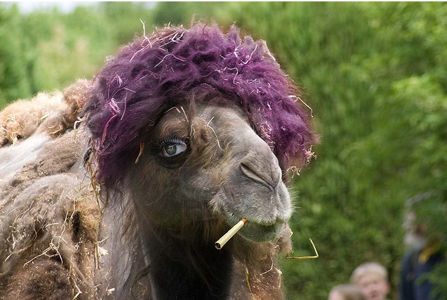 Camel Smoking Funny Picture