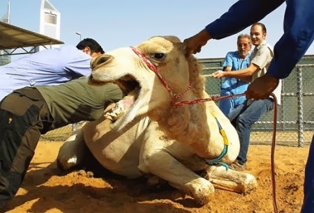Camel Try To Eat Girl Funny Picture