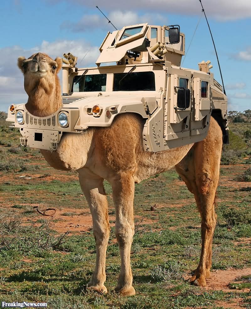 Camel With Army Jeep Funny Photoshopped