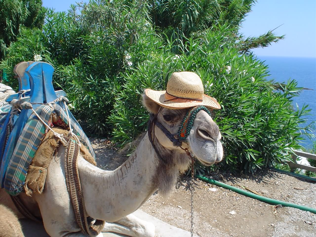 Camel With Hat Funny Image