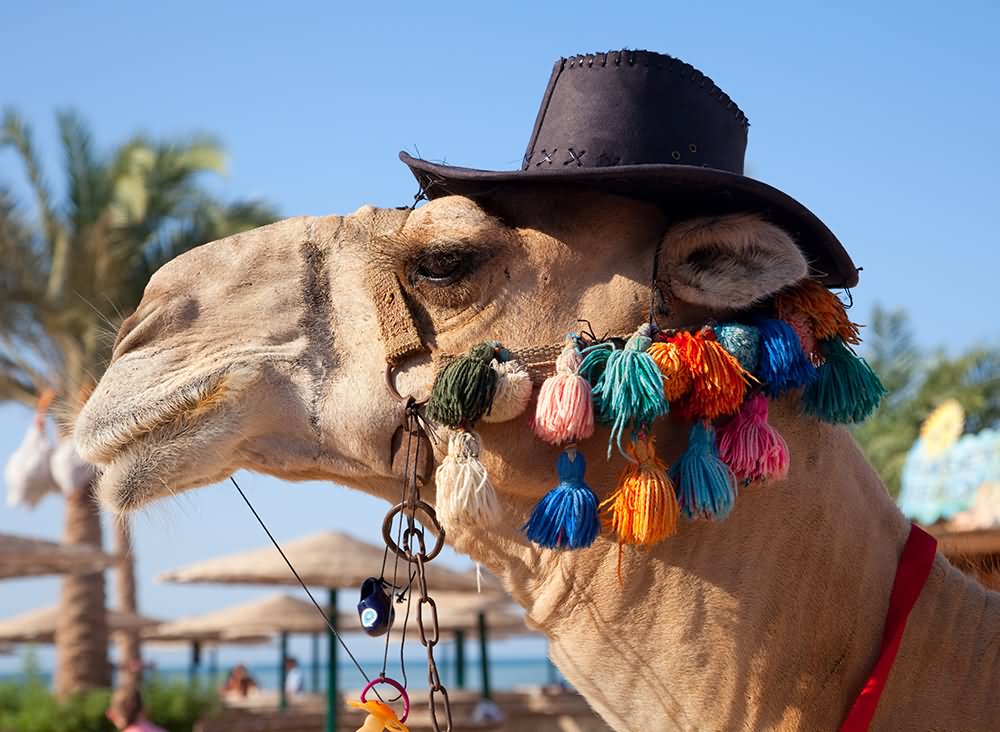 Camel With Hat Funny Picture