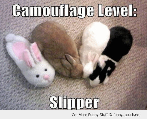 Camouflage Level Funny Bunny