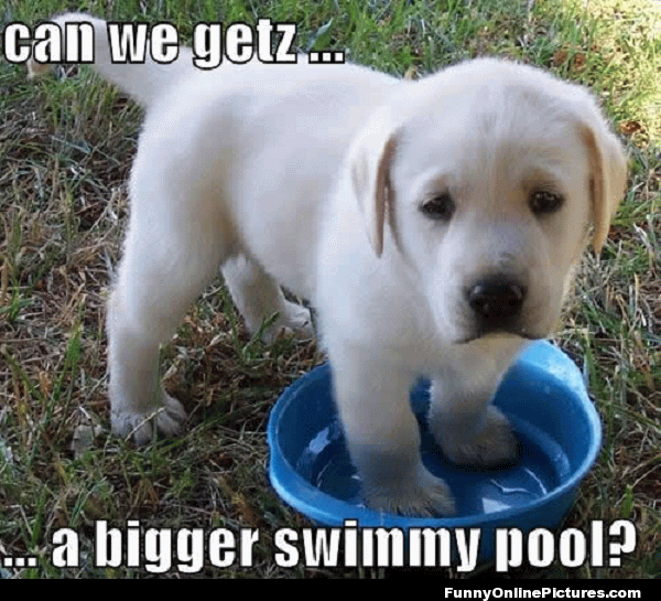 Can We Getz A Bigger Swimming Pool Funny Meme