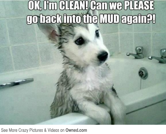Can We Please Go Back Into The Mud Again Funny Dog Meme