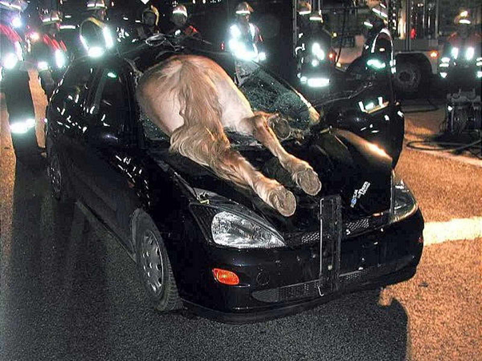 Car Accident With Animal Funny Picture