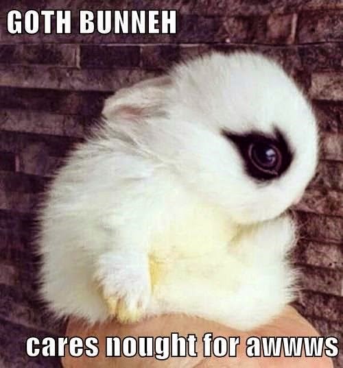 Cares Nought For Awwws Funny Bunny Meme