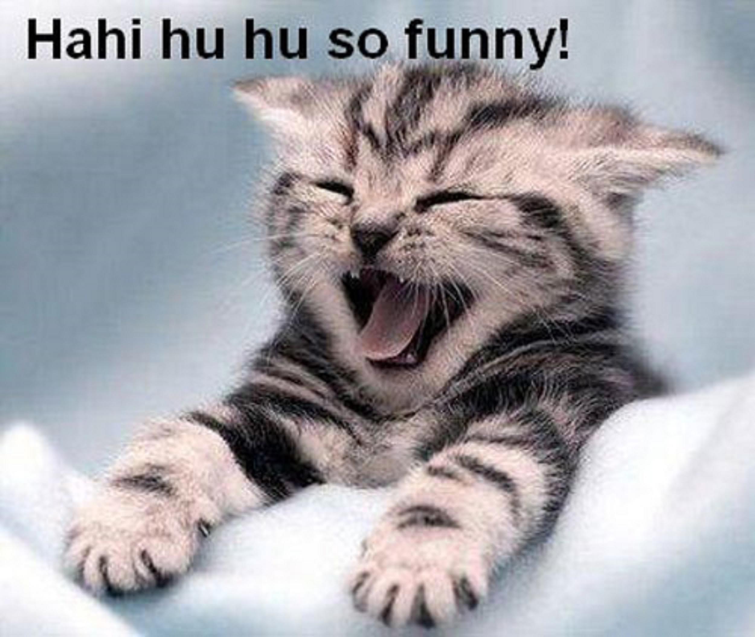 Cat Funny Laugh