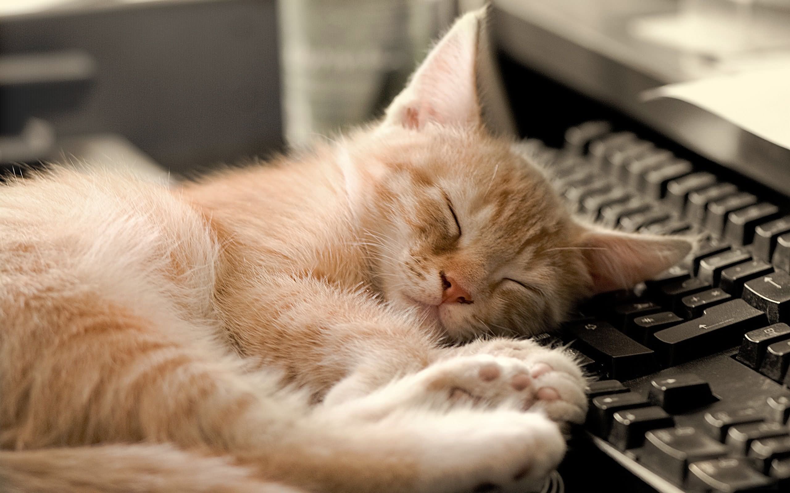 Cat Funny Sleeping On Keyboard