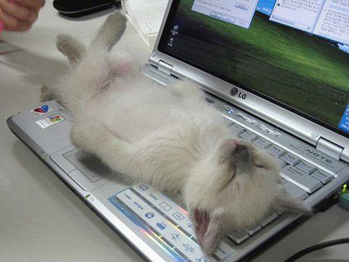 Cat Funny Sleeping On Laptop