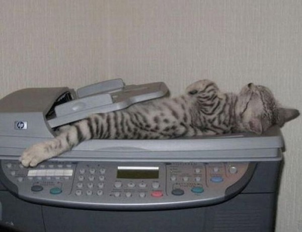 Cat Funny Sleeping On Photostat Machine