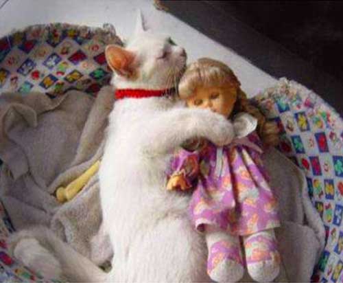 Cat Funny Sleeping With Doll