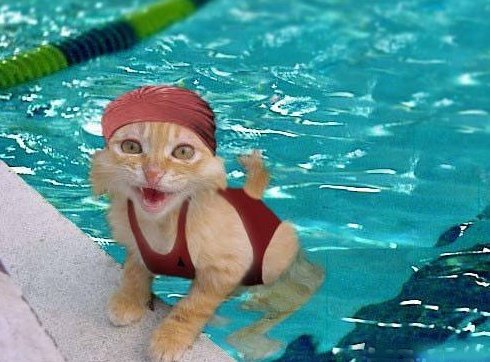 Cat Funny Swimming Costume