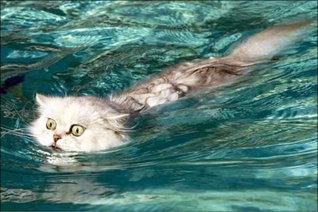 Cat Funny Swimming