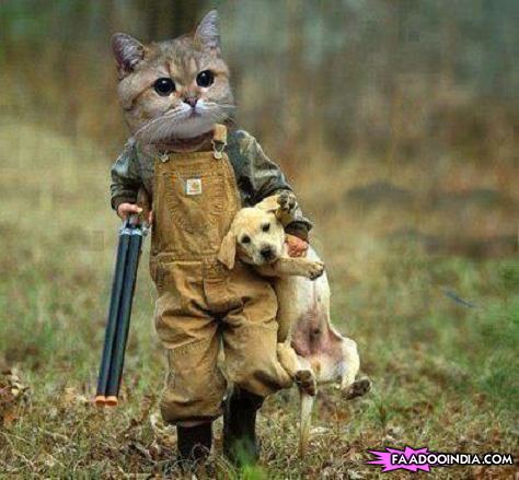Cat Hunting Dog Funny Picture