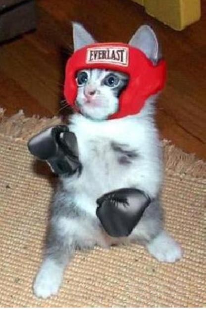 Cat In Boxing Costume Funny Image