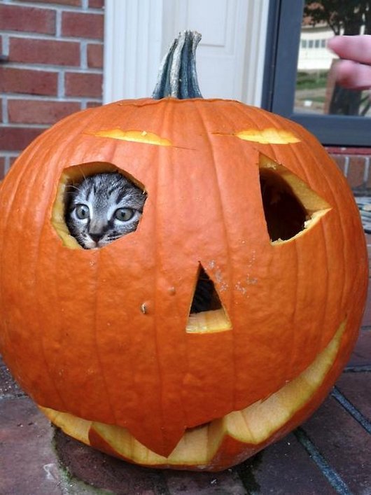 Cat In The Pumpkin Funny Picture
