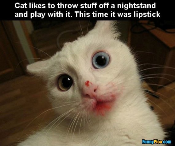 Cat Like To Throw Stuff Of A Nightstand And Play With It Funny Cat Picture