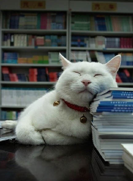 Cat Sleeping On Books Funny Picture