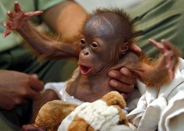 Chimpanzee Funny Baby Laugh