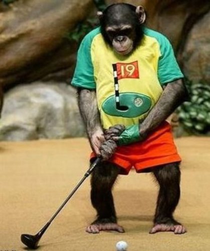 Chimpanzee Playing Golf Funny Image