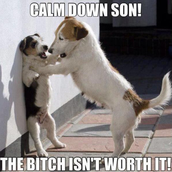 Calm Down Son The Bitch Isn't Worth It Funny Dog Meme