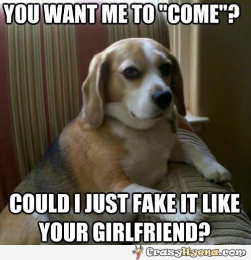 Could I Just Fake It Like Your Girlfriend Funny Pet Meme