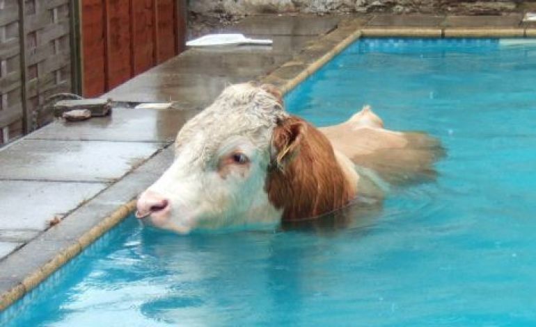 Cow In Swimming Pool Funny Picture