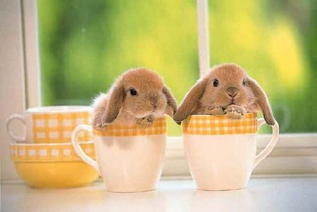 Cute Baby Bunnies In Cups Funny Image