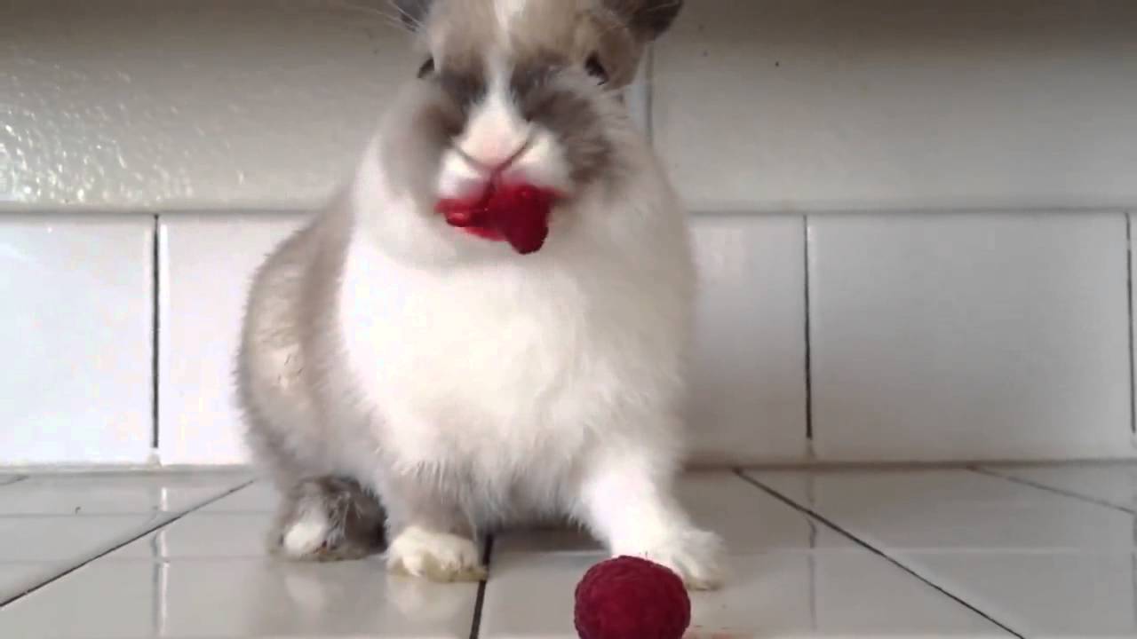 Cute Bunny eating Raspberries Funny Picture
