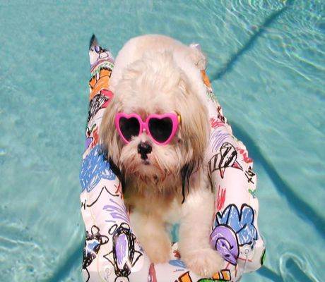 Cute Puppy In Glasses And Swimming Funny Picture