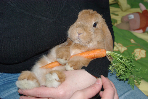 Cute Rabbit With Carrot Funny Picture