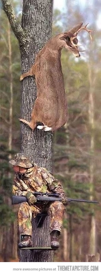 Deer Hiding On Tree From Hunter Funny Picture
