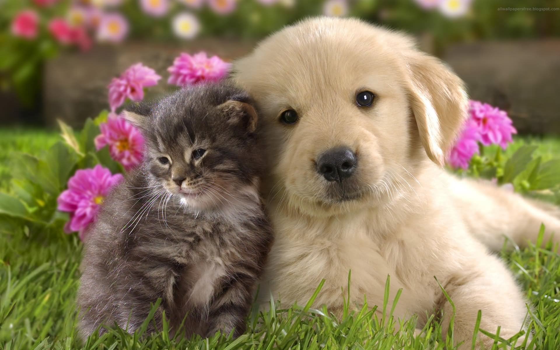 Dog And Cat Funny Friendship
