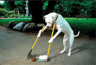 Dog Cleaning His Shit Funny Picture