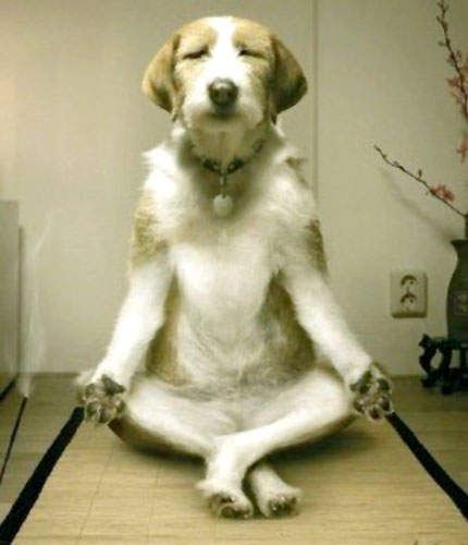 Dog Doing Yoga Funny Picture