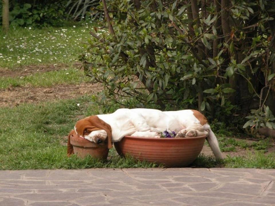 Dog Funny Animal Sleeping In Pot
