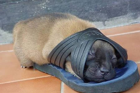 Dog Funny Sleeping In Flip Flop
