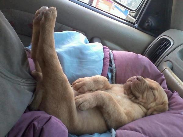 Dog Funny Sleeping In The Car