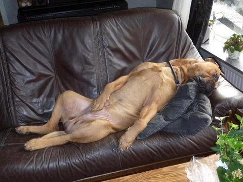Dog Funny Sleeping On Sofa