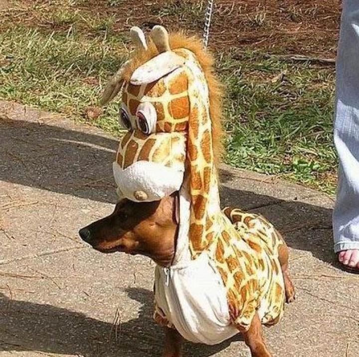 Dog In Giraffe Costume Funny Picture