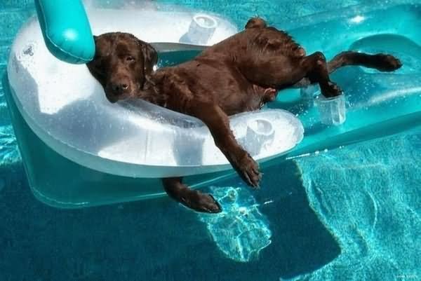 Dog Relaxing In Swimming Pool Funny Image