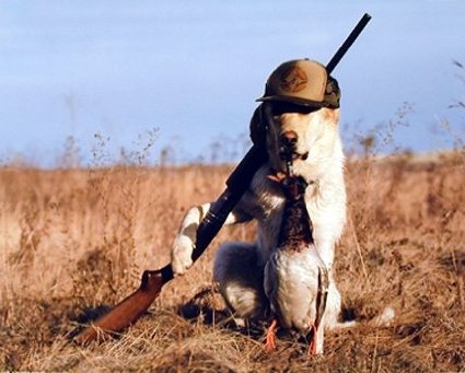 Dog With Gun Funny Hunting Image